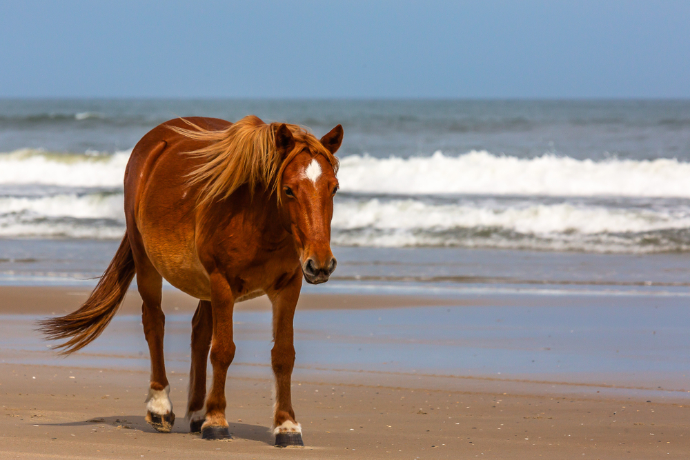 Seeing wild horses on Corolla Beach makes it one of the best Outer Banks beaches.