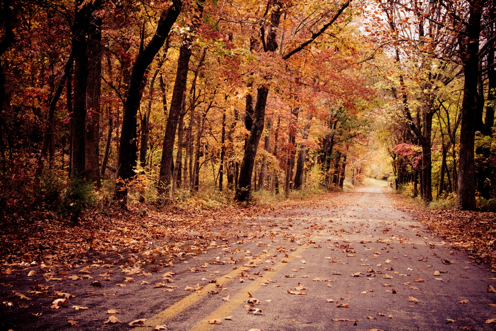 A picture of a road in Arkansas covered in fallen leaves from the tunnel of yellow and orange trees in the autumn.