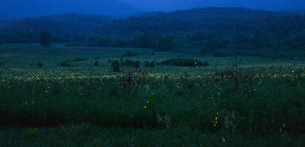 A photo of a field at dusk lit up by a swarm of fireflies glowing yellow at the Great Smoky Mountains.