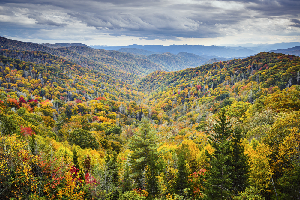 A picture of rolling mountains covered in the trees that have started turning colors in autumn in the Great Smokey Mountains National State Park.