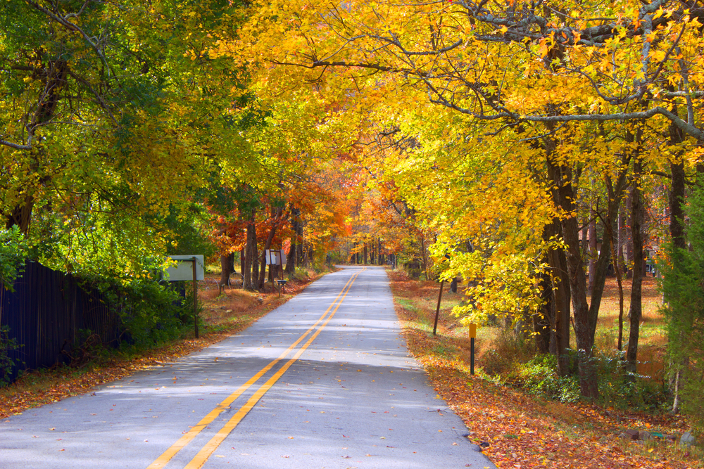 A picture of a tunnel of yellow, orange and red trees on Highway 272 through Rich Mountain during fall in Arkansas.