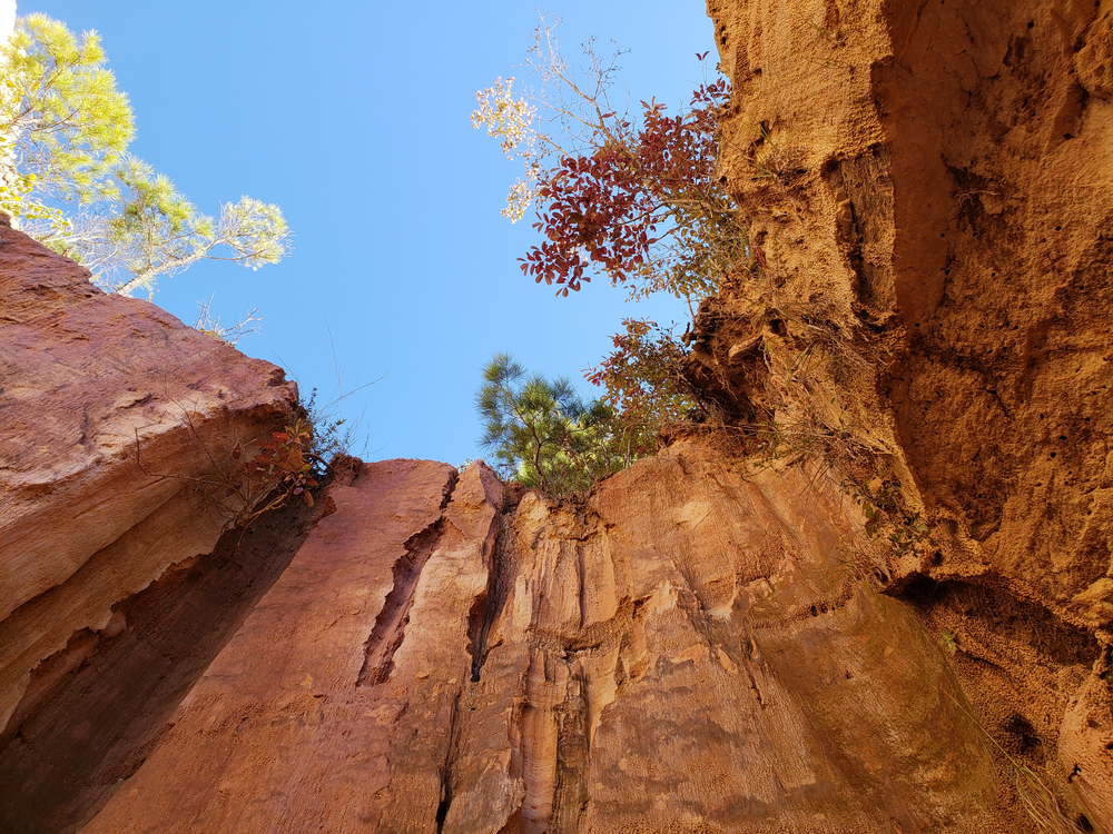 Sky and trees from canyon floor.