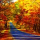 Fall foliage flanking Skyline Drive in Virginia