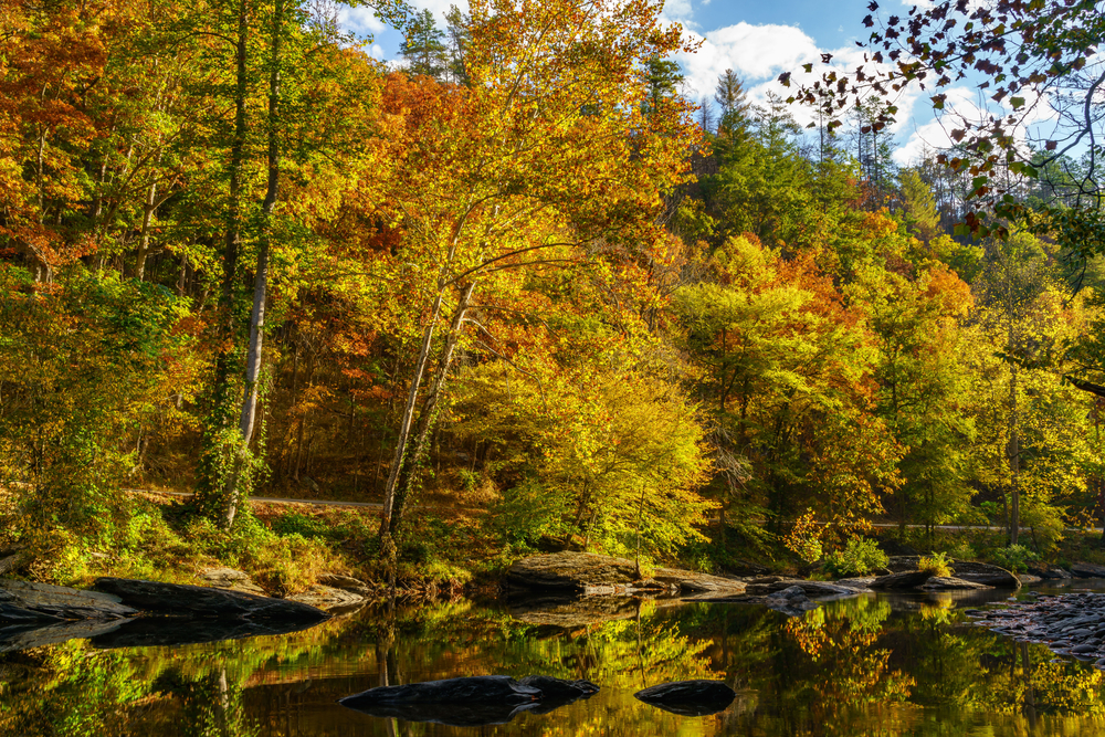 A picture of the fall foliage along the the calm Tellico River in the Tellico Plains.