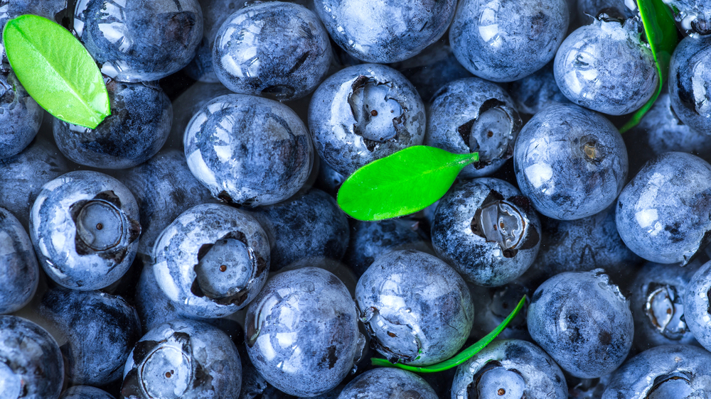 A close up view of fresh blueberries with sprigs of green leaves show that Moorhead's Blueberry Farm is one of the tastiest things to do in Conroe.