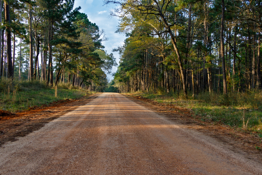 A small road leads between two portions of Sam Houston National Forest, one of the things to do in Conroe.