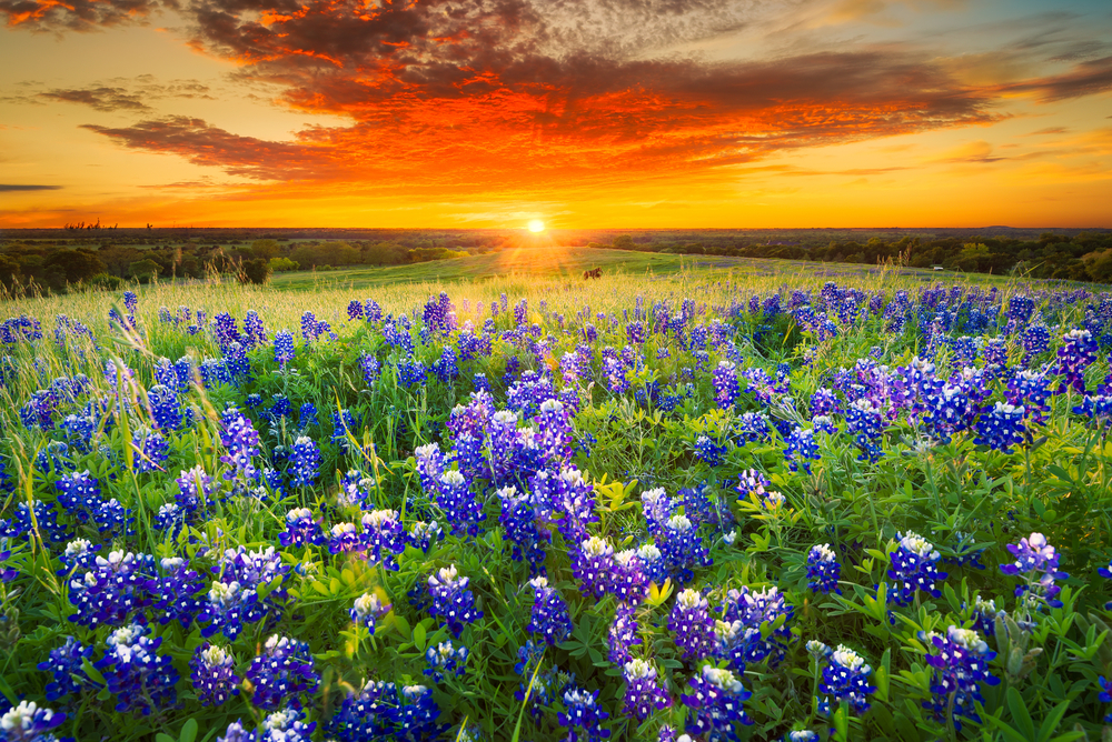 A field of bluebonnets is bathed in an orange sunset.