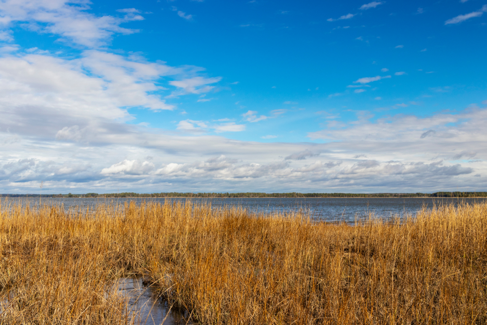 York River State Park is a great nature  escape.