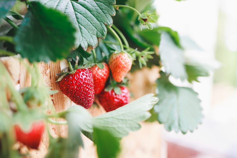 Come to Roanoke, Virginia for the Strawberry Festival.