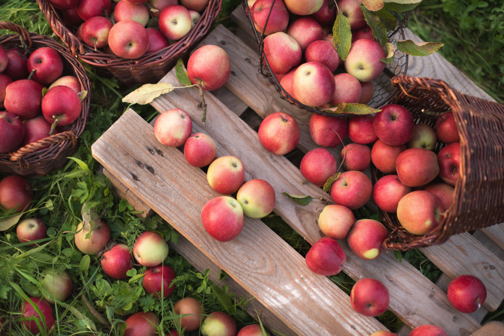 Baskets of big red apples laying on a crate and a pile of grass. The baskets are made of whicker and red apples are overflowing from them. 