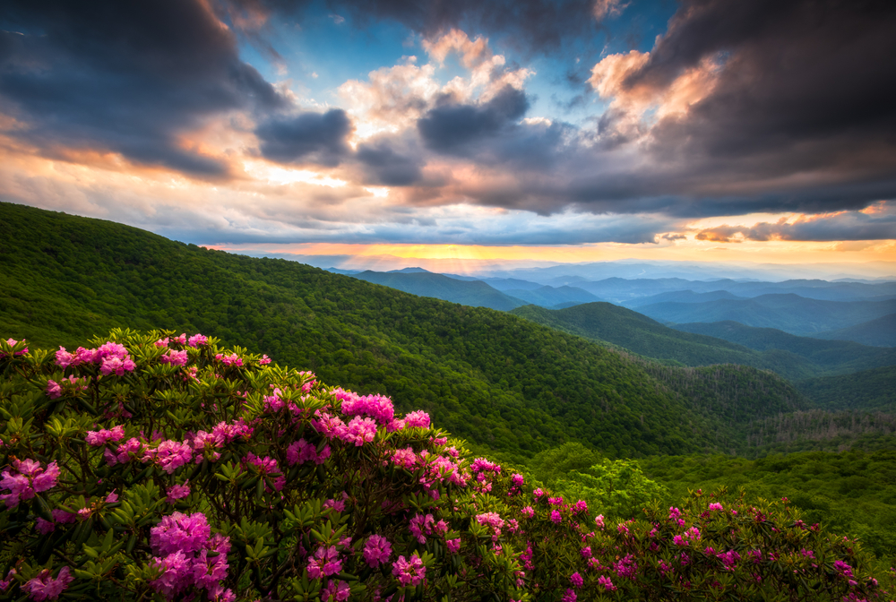 Pink flowers on a shrub and then a view of the mountains covered in green trees. The sun is setting so the sky is blue, yellow, and orange. It is also cloudy.