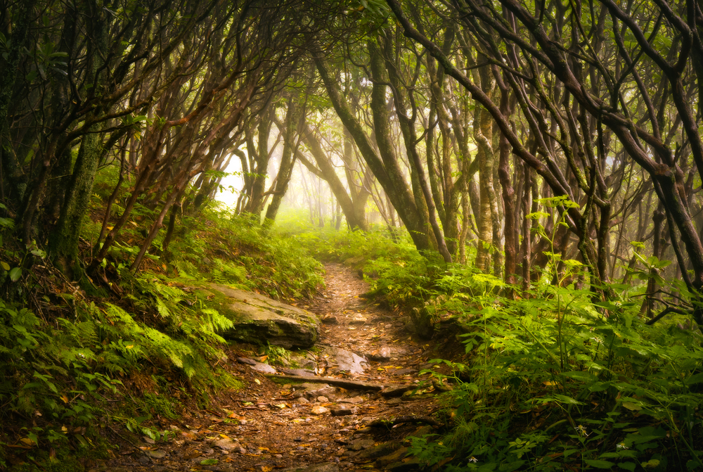 craggy gardens in asheville north carolina with brown path surrounded by green bushes