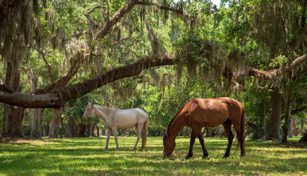 Two horses, one that is brown and one that is cream, nibbling on grass under live oak trees covered in Spanish moss. They are wild horses on Cumberland Island.