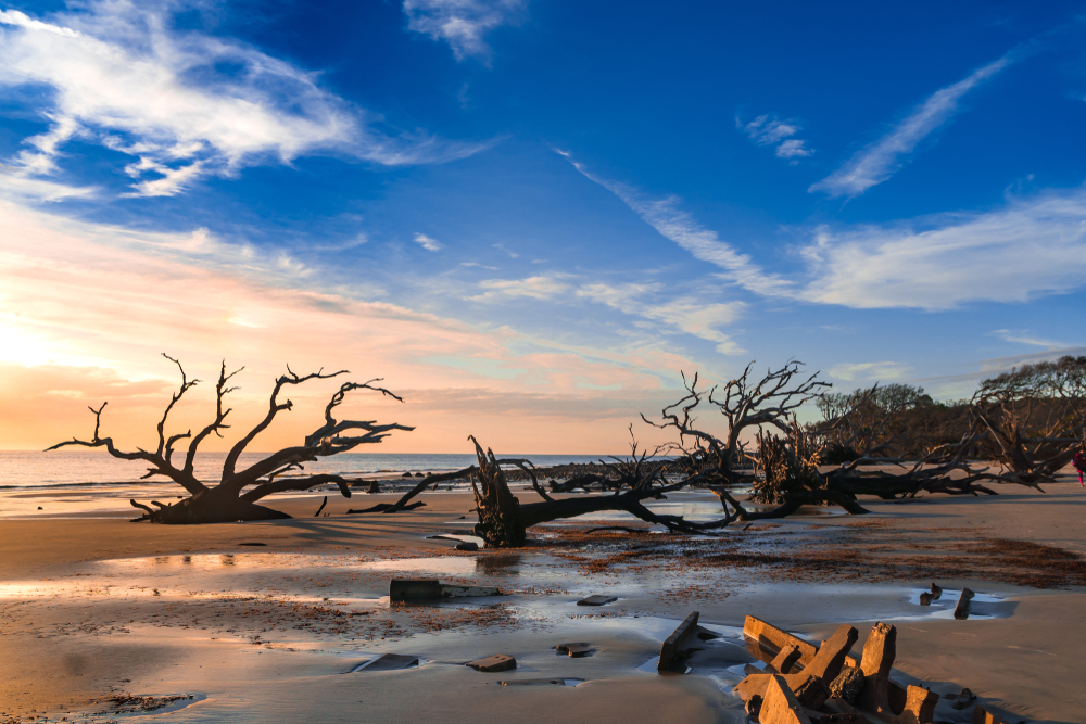 Large chunks of driftwood on a beach in Georgia. Some of the driftwood is the size of full trees. There are patches of water in the sand and it is sunset. A very cool thing to do in Georgia.