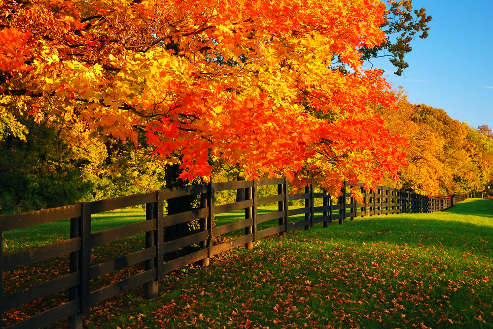 Vibrant colored trees along fence line in Kentucky
