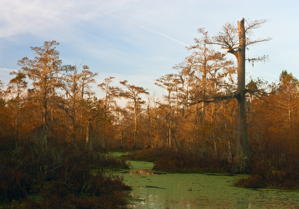 Martin Swap Lake one to the places to visit in fall in Louisiana