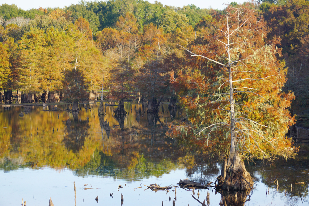 Fall Colors over a bayou in Bend for fall in Louisiana