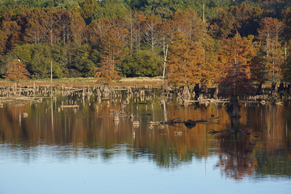 A bayou in August in Bend a place to see fall in Louisiana