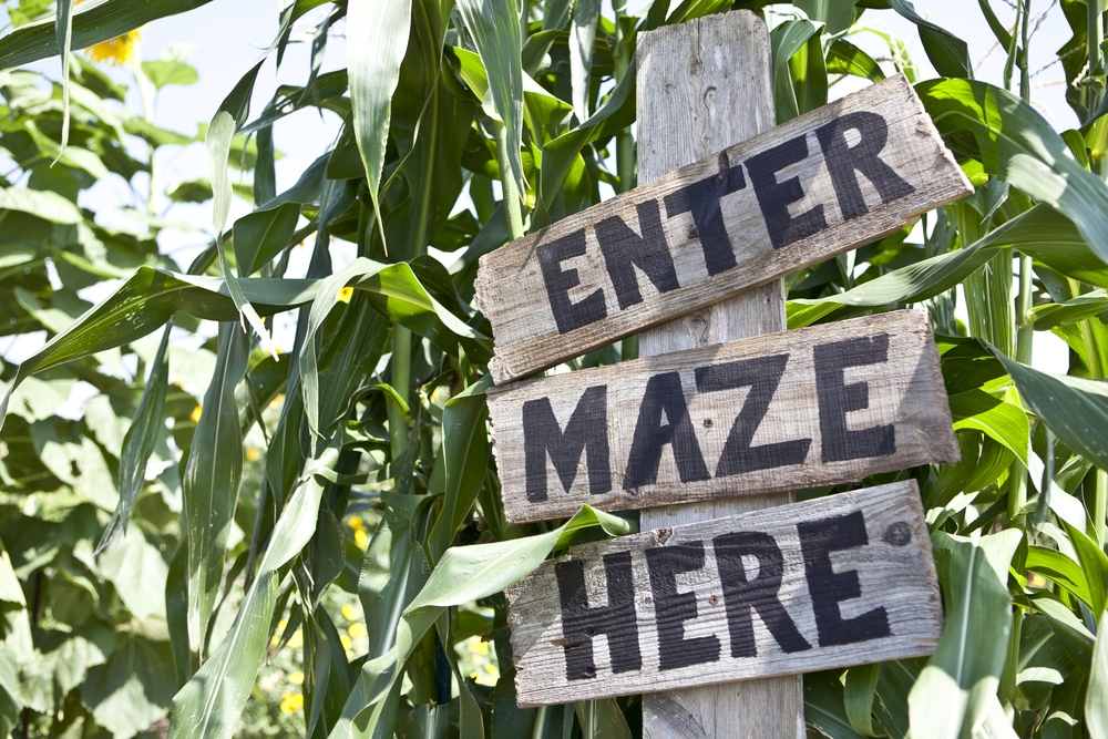 A corn Maze sign surrounded by corn one of the things to do in fall in Louisiana