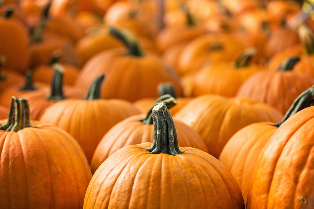 orange pumpkins in a row pumpkin picking is one of the things to do in fall in Louisianan