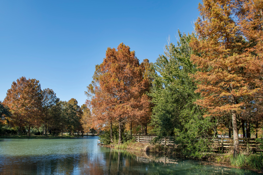 Fall trees around a lake in Louisiana