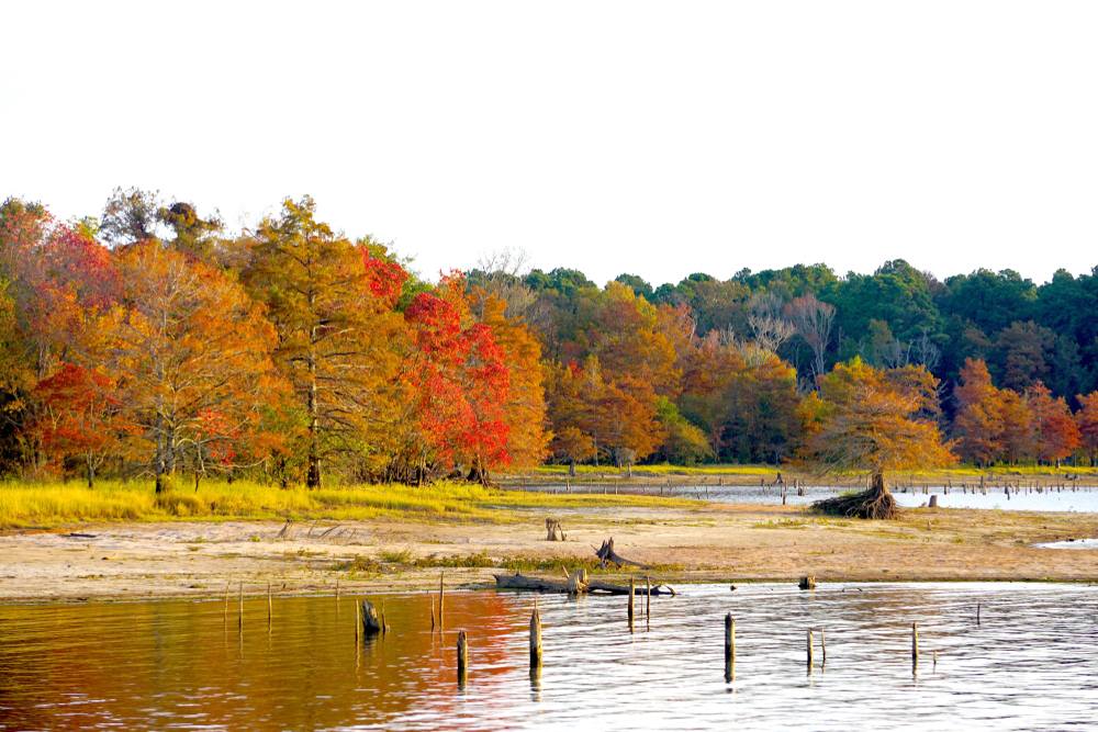 Beautiful fall colors over a lake in Louisianan