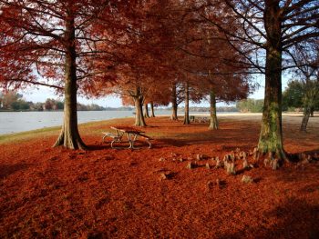 Cypress Trees with red leaves on the floor around a lake