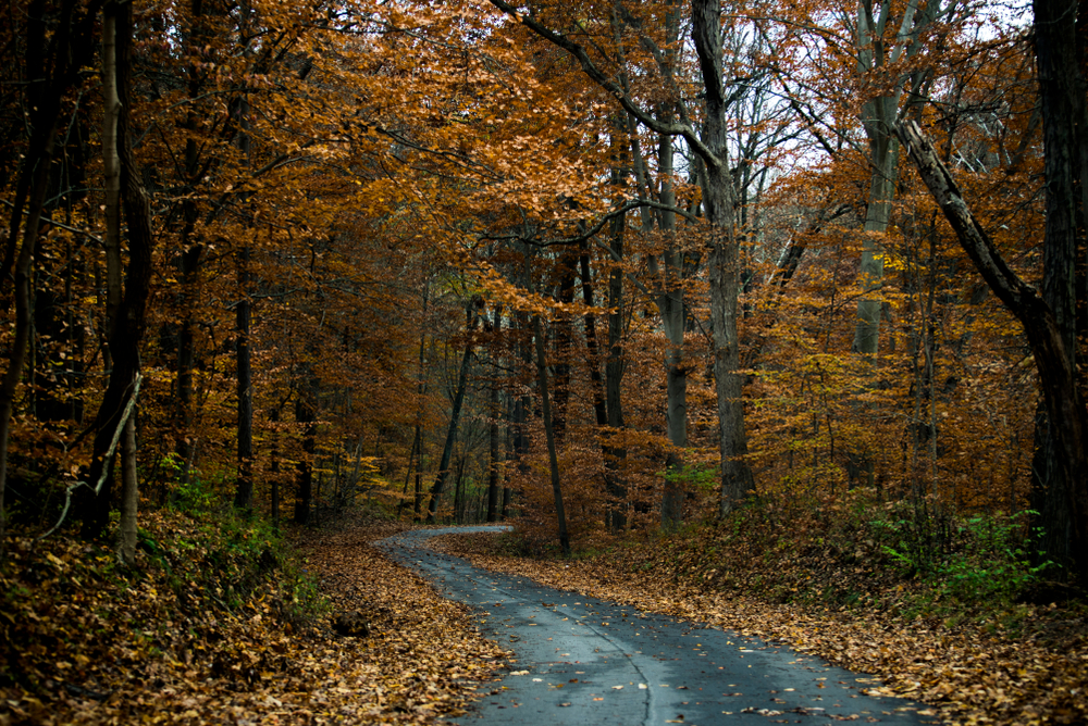 An Autumn road in Louisiana with fall foliage on both sides of the road.