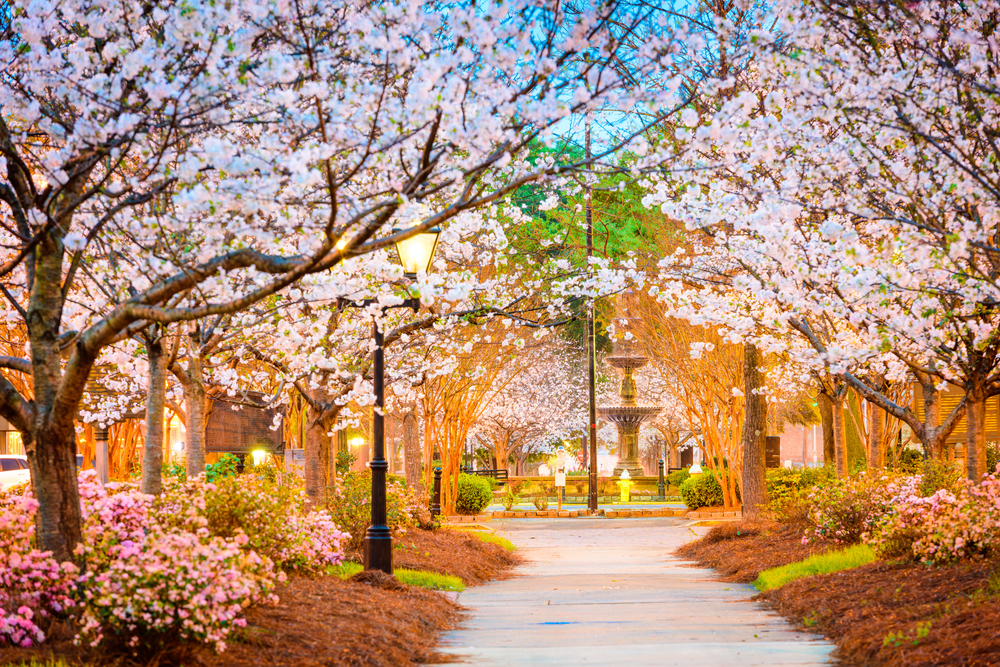 Looking down a street in Macon that leads to a large fountain. On either side of the street are large Cherry Blossom trees in full bloom. Under the trees are shrubs with pink flowers. 