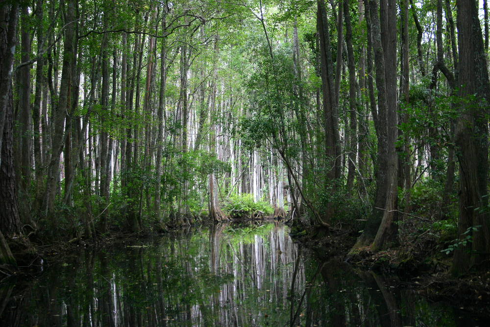 A view of the Okefenokee Swamp. It is full of dense trees with green leaves and a calm river in the swamp. Part of the photo is dark because the trees are so dense, but you can see light coming through in some spots.