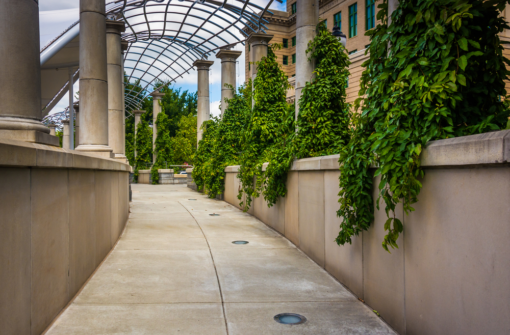 Looking down a path that has walls and columns on either side. Above it there is a wire roof. On the columns large clumps of a green vine are growing. It is a great spot on a weekend in Asheville. 