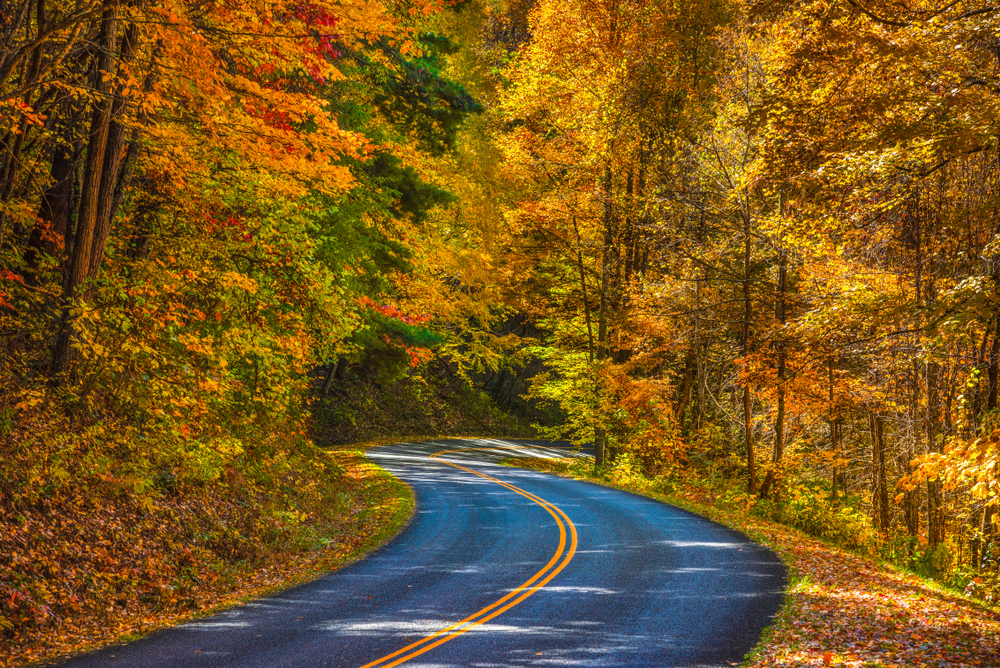 A winding road in Pisgah National Forest, one of the best things to do in Asheville. It is surrounded on both sides by a dense forest. It is fall so the leaves are yellow, orange, and red. There are dead leaves on the ground. 