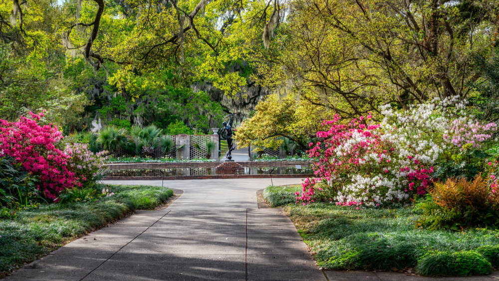 Azaleas in Brookgreen Gardens which was established on former plantations.