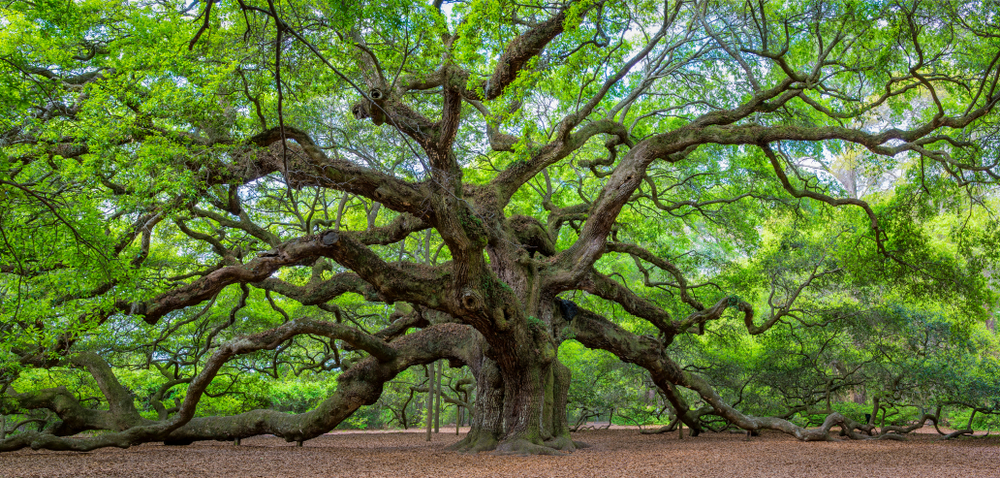 Angel oak in south carolina with green leaves