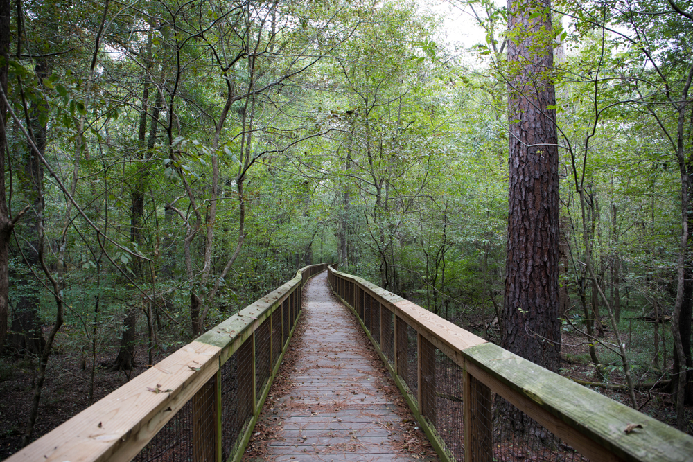 A boardwalk hiking trail in Congaree National Park.