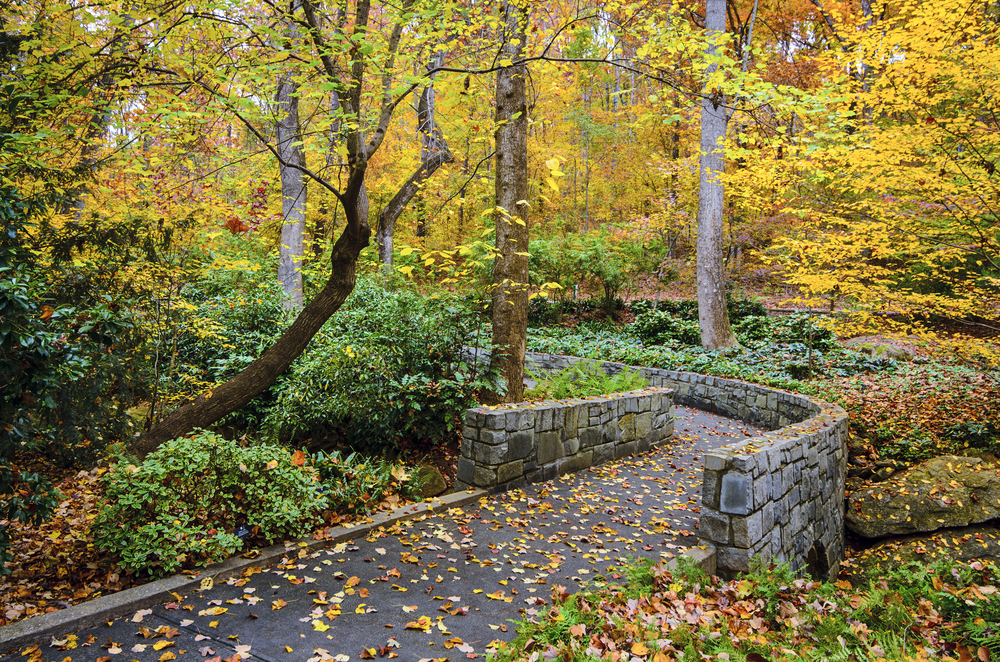 path with wooden sides, surrounded by fall foliage