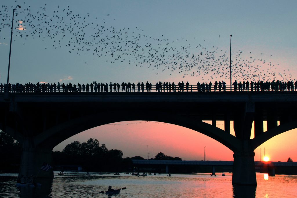 Bats fly over the Congress Avenue Bridge on your weekend in Austin
