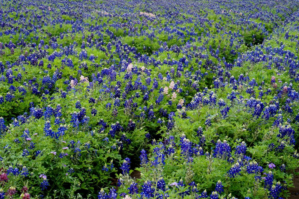 Bluebonnets are arranged around paths at the Lady Bird Johnson Wildflower Center so you can safely take pictures to remember your weekend in Austin.