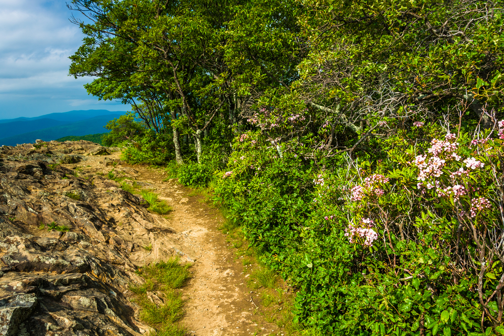 A picture of part of the Appalachian Trail that has rocky terrain on the left and flowers and foliage to the right.