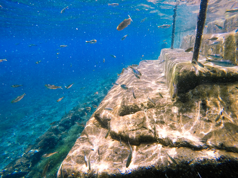 Underwater of view of fish and steps of the water at Balmorhea State Park.