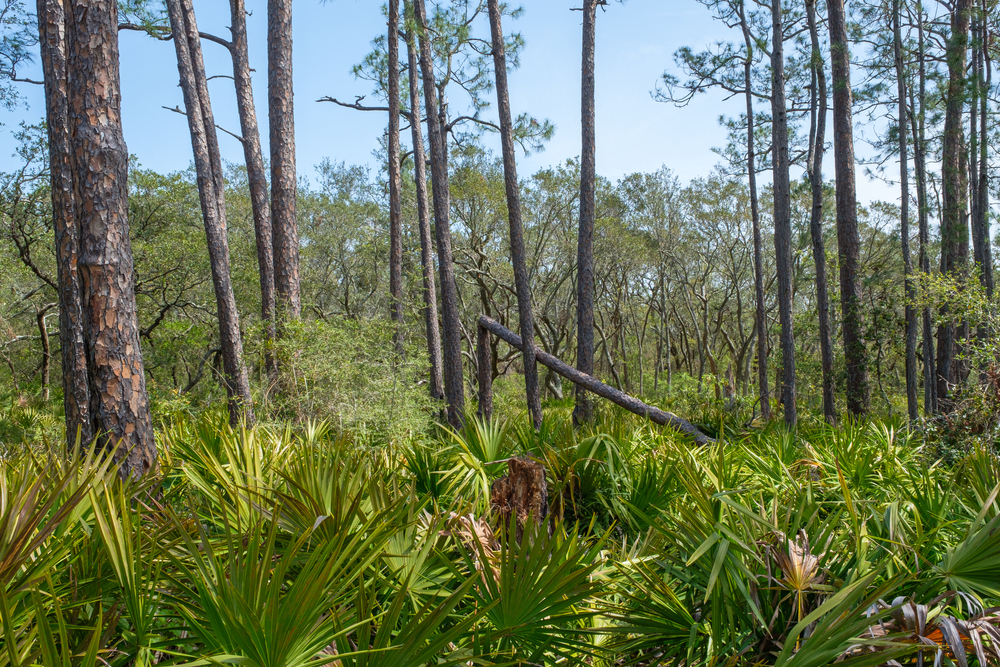 Visiting Bon Secour National Wildlife Refuge is one of the best things to do in Orange Beach for birders.