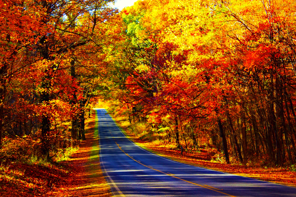 Photo of skyline drive in Virginia with vibrant red and gold fall foliage on both sides of the road