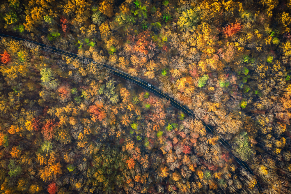 Aerial photo of a car driving down a road surrounded by colorful foliage during fall in the south.
