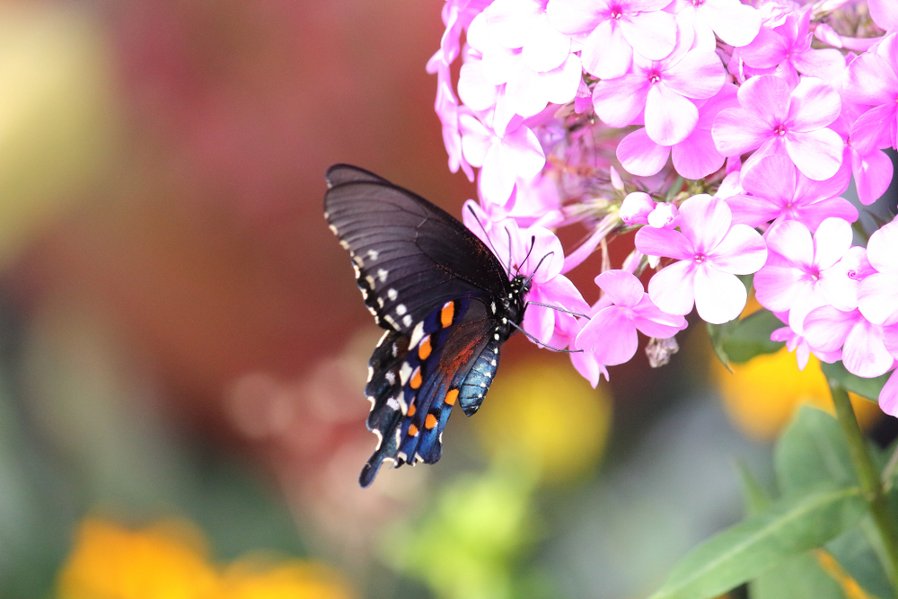 A picture of a black butterfly with orange and white spots sitting on top of purple flowers.