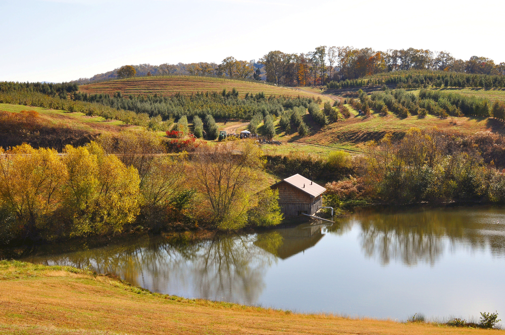 Mercier Orchard in Blue Ridge Georgia on a fall day with lake in the foreground
