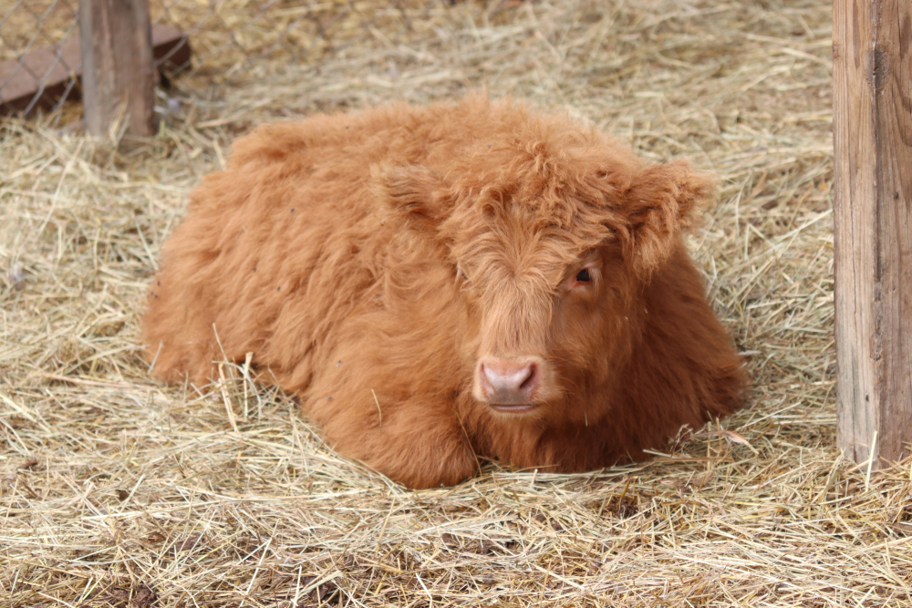 Highlander calf laying down in the hay.