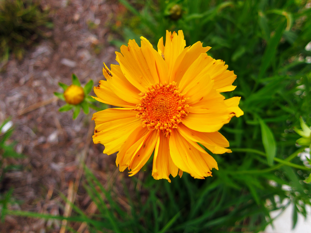 Close-up of a golden flower at Sandy Creek Nature Center, one of the best things to do in Athens.