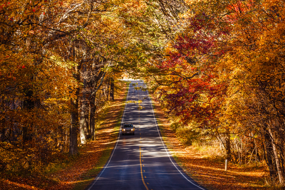 A car driving through a tunnel of fall foliage on Skyline Drive in Shenandoah National Park.