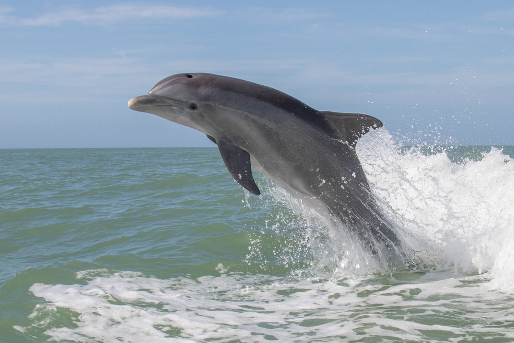 Spotting dolphins is one of the most fun things to do in Orange Beach, Alabama.