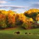 A picture of a farmhouse on a hill surrounded by autumn trees and cows scattered on the land in Boone, North Carolina.